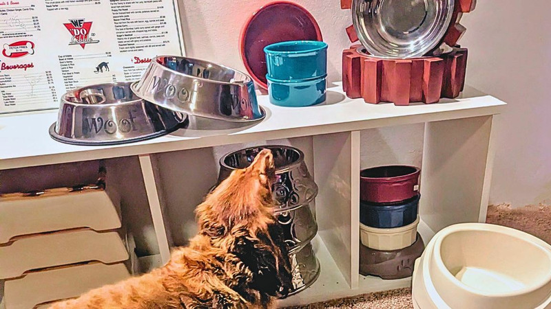 Pet Feeding Bowls